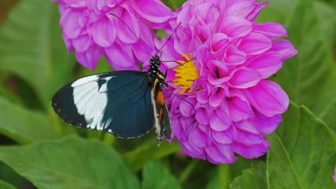 Black butterfly on a flower Stockbeeldmateriaal 124375382