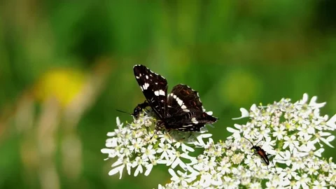 Black butterfly on the flower Video stock 134948876