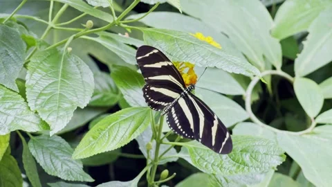 Black butterfly on the flower Stock Footage 158062498