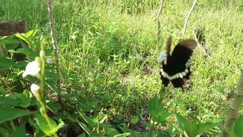 Black butterfly flying Stock Footage 235707679