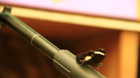 Black Butterfly Vidéo 38718352