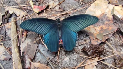 Black Butterfly Stock Footage 191299767