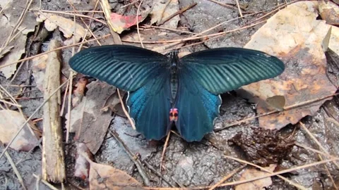 Black Butterfly Video stock 191300071