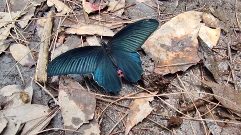 Black Butterfly Video stock 191300094