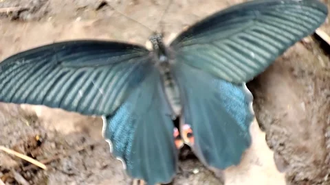 Black Butterfly Video stock 191300698