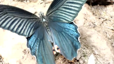 Black Butterfly Video stock 191301073