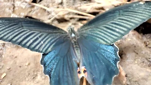 Black Butterfly Video stock 191301150