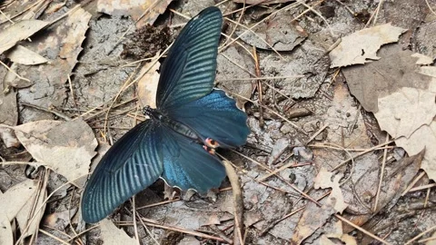 Black Butterfly Video stock 191301501