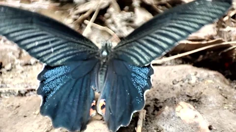 Black Butterfly Video stock 191301505