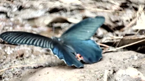 Black Butterfly Video stock 191301615