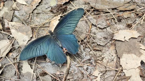 Black Butterfly Video stock 191302281