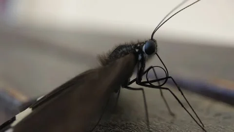 Black butterfly Stock Footage 203939789