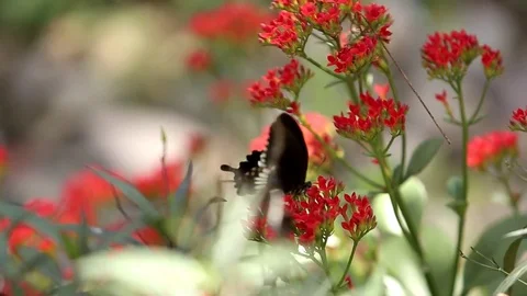 A black butterfly hovers into the flowers. Stock Footage