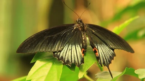 Black Butterfly on a leaf Stock Footage 38718376