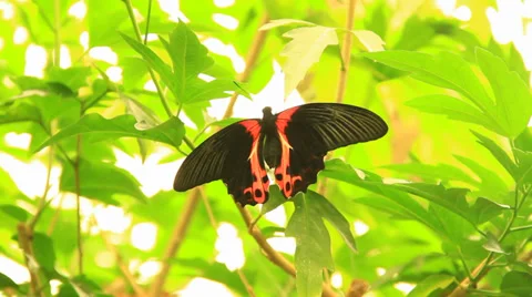 Black Butterfly on a leaf Video stock 38718539