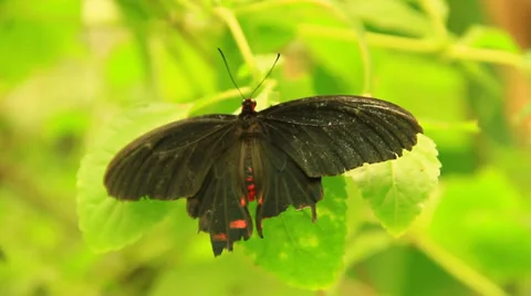 Black Butterfly on a leaf Stock-Footage 38718612
