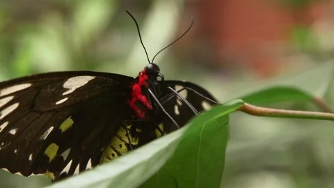 Black Butterfly on Leaf xcu close up depth of field Stock Footage 88555509