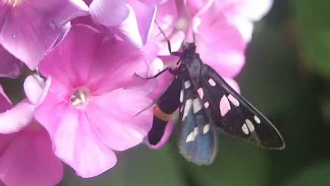 Black butterfly on lilac Stock Footage 116876504