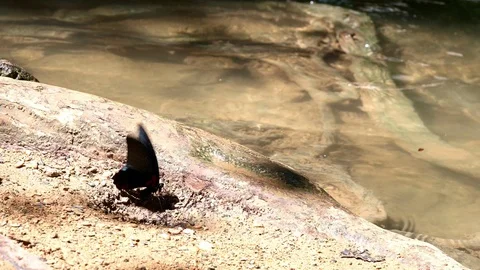 Black butterfly multicolored small waterfall in tropical forest Stock Footage 81626897