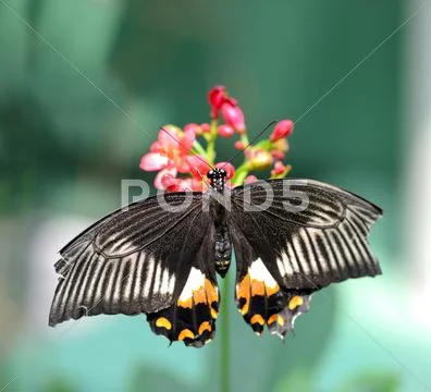 Black butterfly with orange and white markings Stock Photos