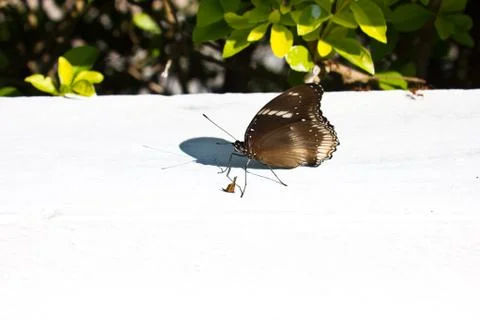 Black butterfly Stock Photos