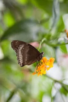 Black butterfly Stock Photos