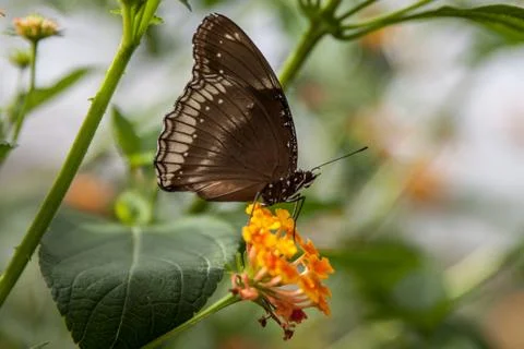 Black butterfly Stock Photos