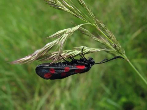 Black butterfly Stock Photos