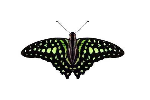 Black butterfly Stock Photos