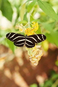 Black Butterfly Stock Photos