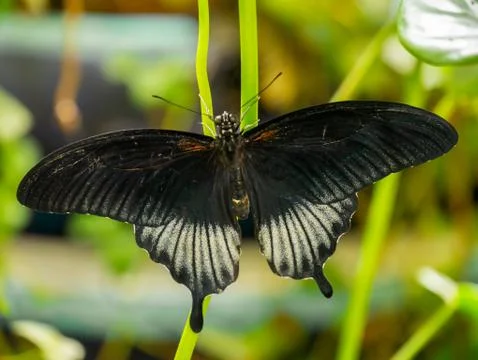 Black butterfly Stock Photos