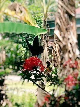 Black butterfly Stock Photos