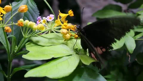 Black butterfly pollination Stock Footage 10770736