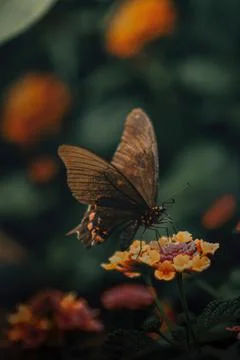 Black butterfly posing on a flower Stock Photos