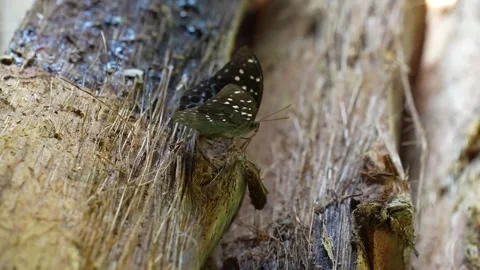 Black butterfly rests on a rough, light brown tree bark Stock Footage 274493247