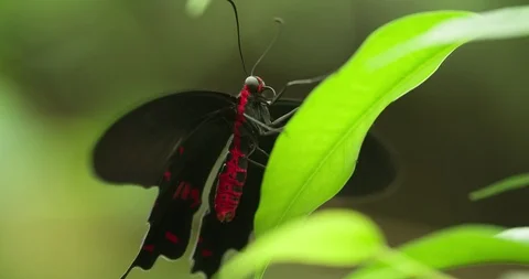 Black Butterfly sitting on Green Leaf Macro Extremely Close up Stock Footage 94582325