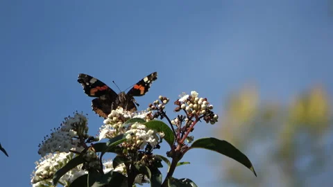 Black butterfly with sky background Video stock 268474495