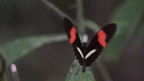 Black butterfly  spots opening and closing its wings on a plant Stock Footage 124863131
