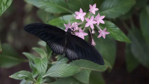 Black butterfly spots opening and closing its wings on a plant Stock Footage 124863133