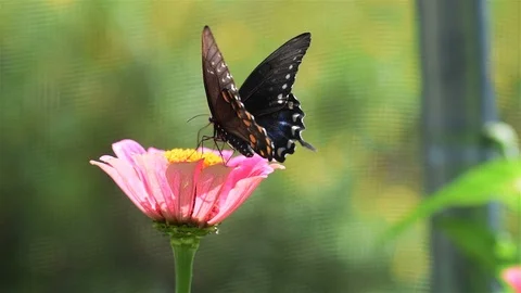 Black butterfly using proboscis at a pink flower Stock Footage 96566889