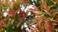 Black butterfly with white dots on windy bush with red leafes in Indonesia 4k or 4k+ Resolution