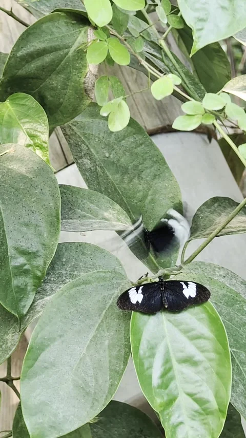 Black butterfly with white spots flying over companion on green leaf Video stock 335637331