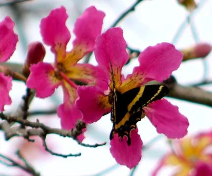 Black butterfly with yellow details Foto stock