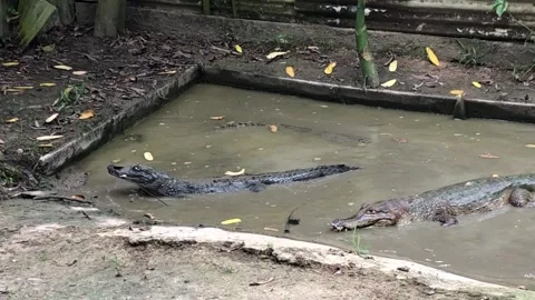 Black caiman eating fish in muddy water Stock Footage 337264351