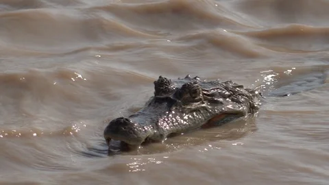 Black Caiman lay in wavy water moving body from side to side with open mouth Stock Footage 103807635