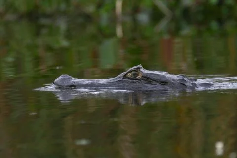 Black caiman Stock Photos