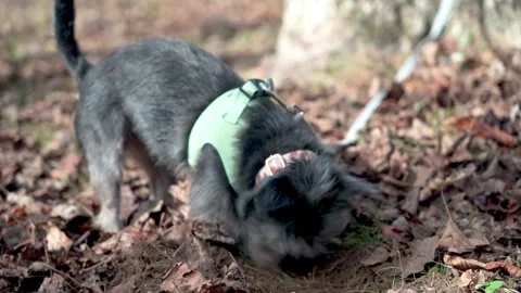 Black Cairn Terrier Dog digging stops slow motion Ellijay Georgia 4k Video stock 260742928