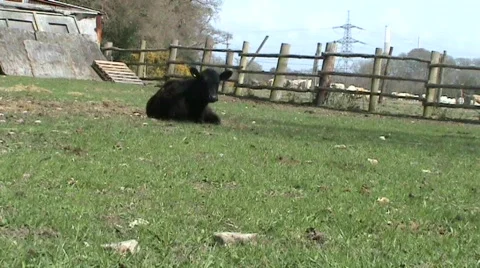 Black calf Video stock 359451