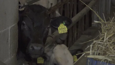 Black Calf Look At Camera 스톡 동영상 74233091