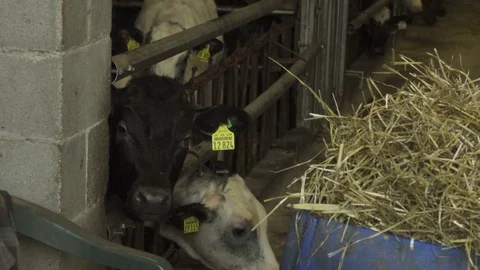 Black Calf Look At Camera 動画素材 74233392